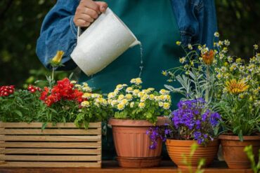 watering flowers in a pot